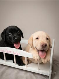 Disponibili cuccioli di labrador