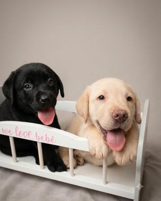 Disponibili cuccioli di labrador