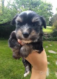 Morkie cuccioli