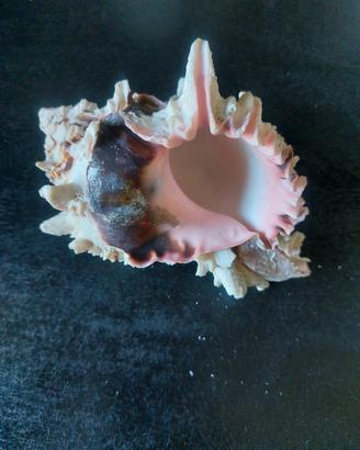 conchiglia moricidae grande acquario