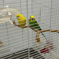 Coppia riproduttiva di cocorite