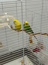 Coppia riproduttiva di cocorite