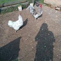 Australorp