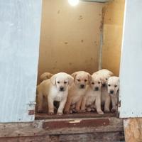 Labrador retriever