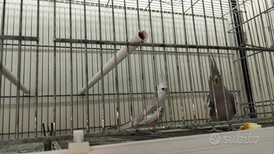 Coppia di calopsite riproduttiva