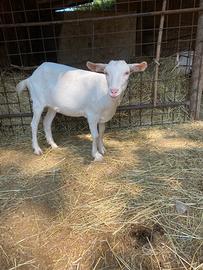 Capra giovane Saanen