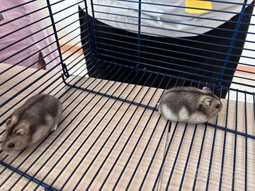 Criceti cuccioli
