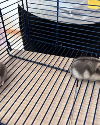 Criceti cuccioli