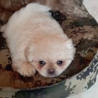 Cuccioli Pechinesi