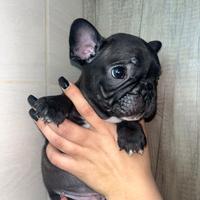 Ultimo cucciolo Nero di Bulldog Francese
