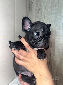 Ultimo cucciolo Nero di Bulldog Francese