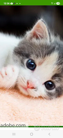 Gattino piccoli