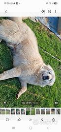 Pastore abruzzese