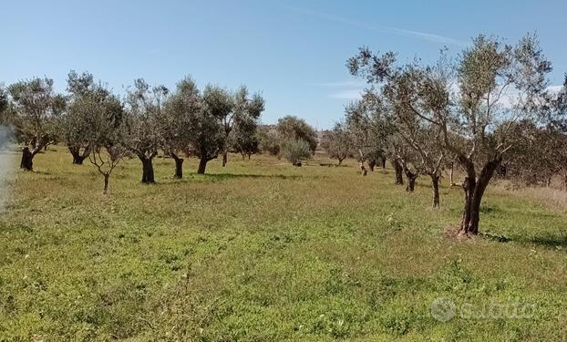 Terreno agricolo a Sannicola(Le)