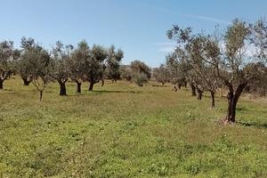 Terreno agricolo a Sannicola(Le)