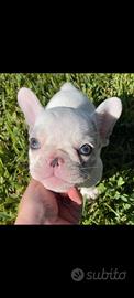 Bulldog francese esotica bianco e blù