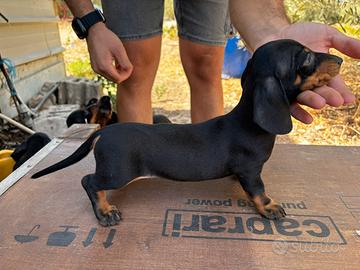 Cuccioli Bassotto Tedesco