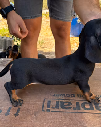 Cuccioli Bassotto Tedesco