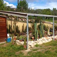Piante grasse cactus di vario tipo cactacee rare