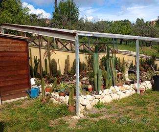 Piante grasse cactus di vario tipo cactacee rare