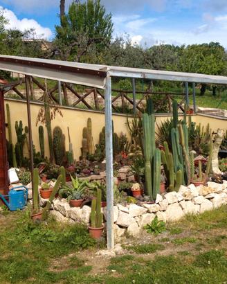 Piante grasse cactus di vario tipo cactacee rare