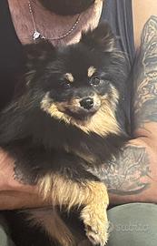 Spitz di Pomerania