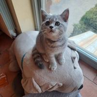 Cucciole british shorthair