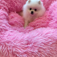 Volpino della Pomerania