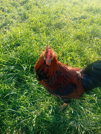 Gallo incrocio marans e moroseta