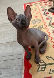 cuccioli   sphynx 