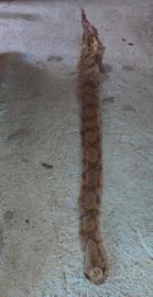 Pelle di serpente