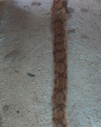 Pelle di serpente