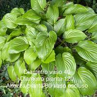 Pianta ornamentaleHosta