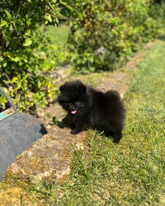 Cucciola Pomerania con Pedigree Enci