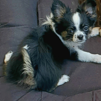 Cucciole chihuahua Pedigree Pelo Lungo