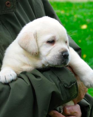 Cuccioli Labrador a prezzo eccezionale
