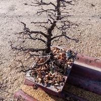 bonsai 