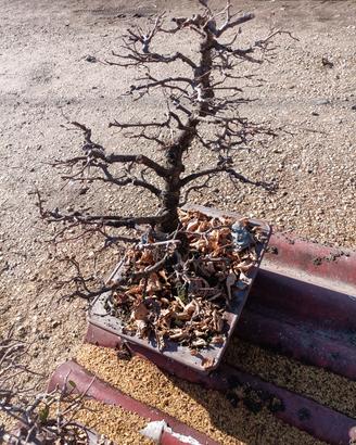 bonsai 