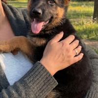 Cuccioli di pastore tedesco