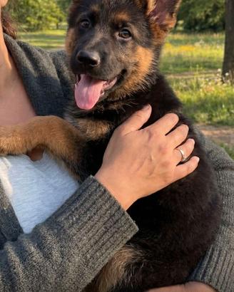 Cuccioli di pastore tedesco