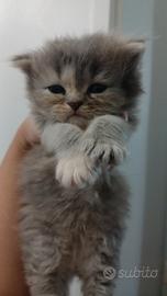 Cucciole gatto persiano