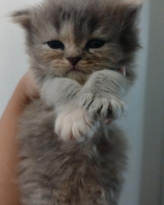 Cucciole gatto persiano