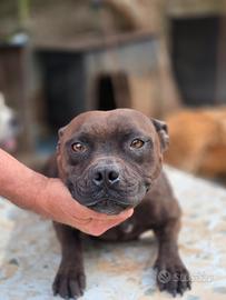 American staffordshire terrier femmina con pedigre