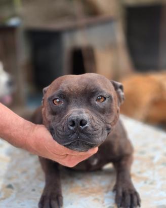 American staffordshire terrier femmina con pedigre
