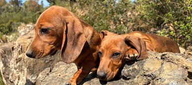 Bassotto tedesco nano