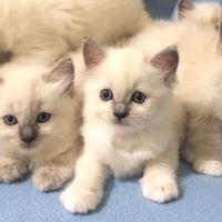 Ragdoll puri: dolcissimi, eleganti e selezionati