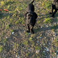 Cuccioli Cane Corso