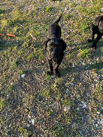 Cuccioli Cane Corso