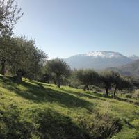 Terreno con uliveto e frassineto a Pollina