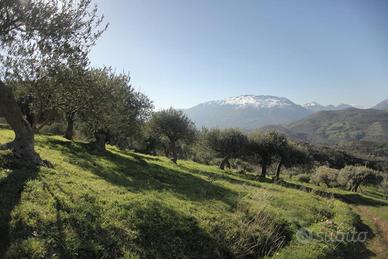 Terreno con uliveto e frassineto a Pollina